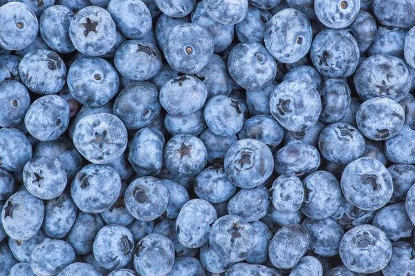 Fresh Blueberry Background. Texture blueberry berries close up. — Stock Photo, Image