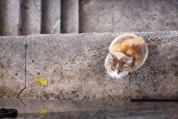 Krásná Kočka Romské — Stock fotografie