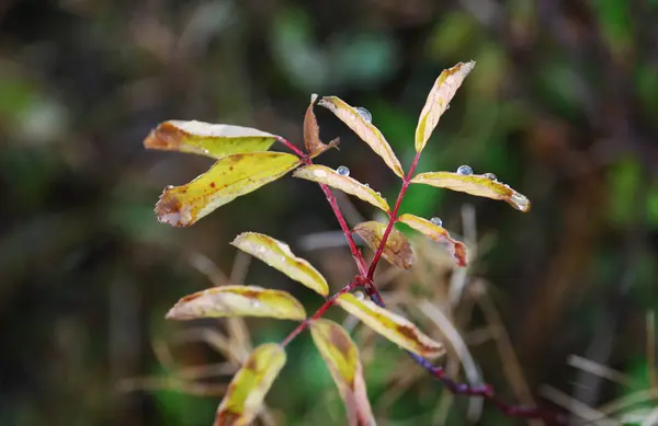ウラルの森の雨の後に濡れた黄色の葉 — ストック写真