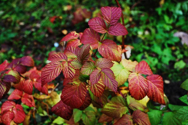 Czerwone Liście Malin Jesienią — Zdjęcie stockowe