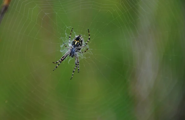 网上的黑色和黄色蜘蛛 — 图库照片