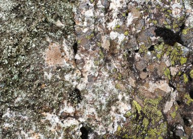 Yosun ve liken ile Taş dokusu