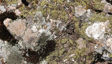 Yosun ve liken ile Taş dokusu