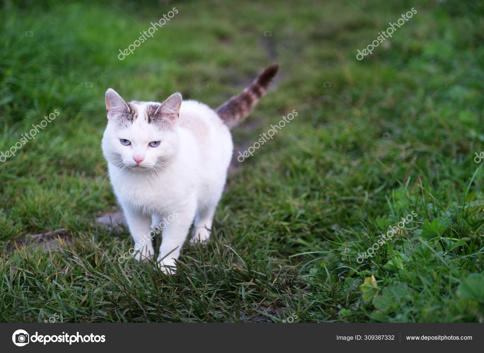 White Cat Gray Spots Blue Eyes Stands Grass — Stock Photo