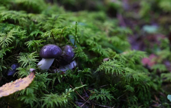 Two Mushrooms Violet Caps White Stalks Forest — Stock Photo, Image