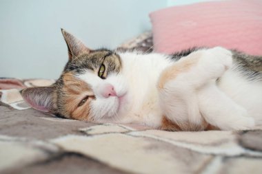 Gülümseyen ifade, mutlu. Kedi uyuyor. 