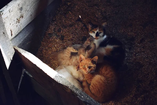 Cat family. Mum cat with her kittens. at and small kittens sleeping together, hugging each other.