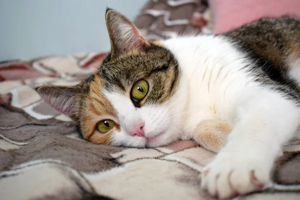 Leuke Mooie Kat Liggen Haar Dromen Een Quilt — Stockfoto