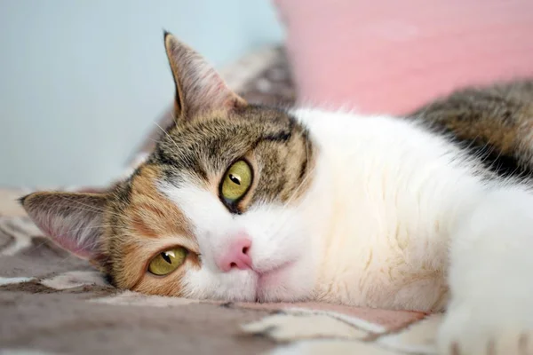 Милая Красивая Кошка Лежащая Своих Снах Одеяле — стоковое фото