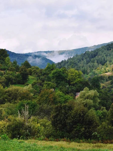 dağlar sisli sabahı. Yeşil orman güzel bir sahne. Karpat Dağları
