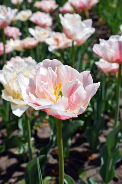 Pale pink tulips.  tulip wonderful photo.Gently pink tulips background.