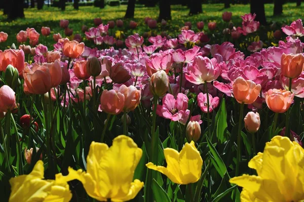 Pale pink tulips.  tulip wonderful photo.Gently pink tulips background.