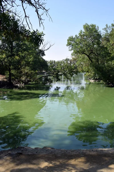 Lake Doğa Ağaçlar Gölün Kıyısında Ağaçta — Stok fotoğraf