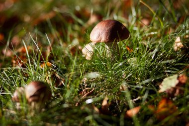 Yenilebilir kahverengi mantar woods-Leccinum scabrum büyümek