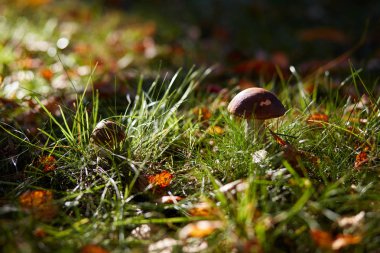 Yenilebilir kahverengi mantar woods-Leccinum scabrum büyümek