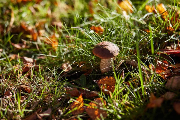 Edible Brown Mushrooms Grow Woods Leccinum Scabrum — Stock Photo, Image