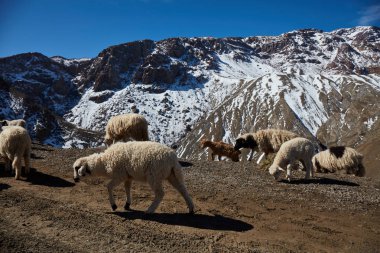 : Tizi N'Tichka, Fas koyun ve keçi sürüsü