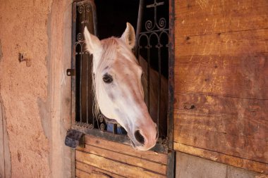 Beyaz at istikrarlı pencereden dışarı bakarak