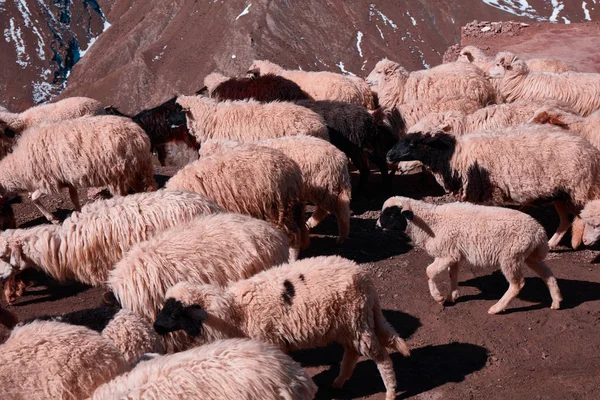 Sheep and goats herd at TIZI N\'TICHKA, MOROCCO