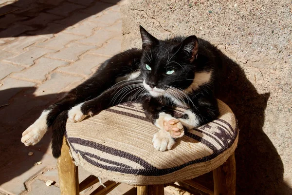 A black cat takes a nap on a stool, Essaouira, Morocco