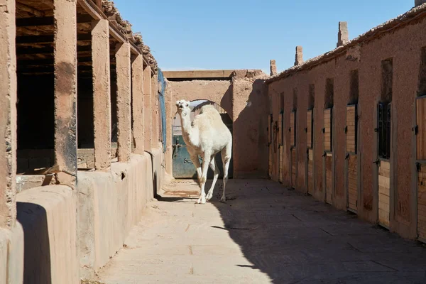Fehér Teve Stabil Marokkó — Stock Fotó