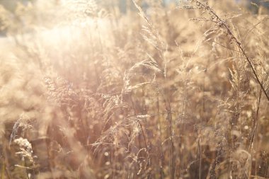 Batan güneşin karşı otlar bulanıklık etkisi