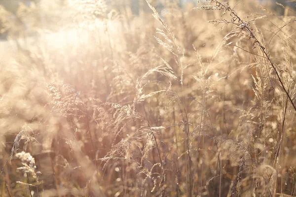 Batan güneşin karşı otlar bulanıklık etkisi