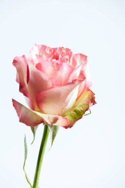 Güzel bir pembe gül - güzel bir kadın için bir hediye