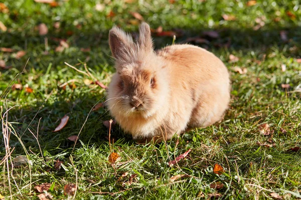 庭の芝生でかわいいウサギ — ストック写真