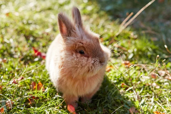 庭の芝生でかわいいウサギ — ストック写真