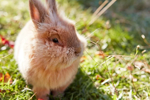 庭の芝生でかわいいウサギ — ストック写真