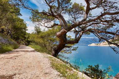Brac, Croa adasının kıyıları boyunca ağaçların arasında yol