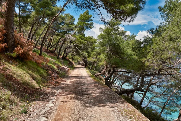 Caminho entre as árvores ao longo da costa da ilha de Brac, Croa — Fotografia de Stock