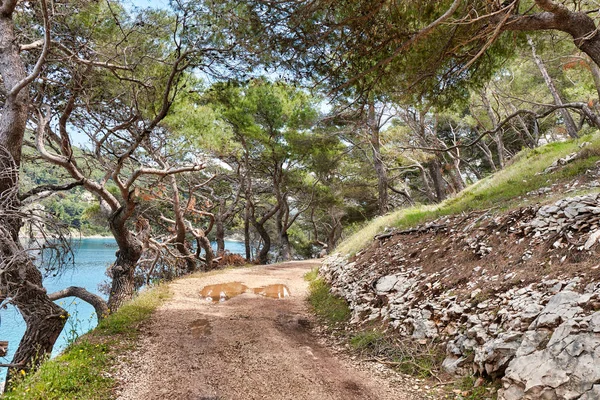 Path among the trees along the coast of the island of Brac, Croa — Stock Photo, Image