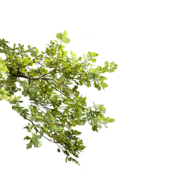 Ein Zweig Eines Laubbaumes Auf Weißem Hintergrund — Stockfoto