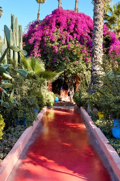 Marrakech Marocco 2016 Giardino Jardin Majorelle Marrakech Stata Fondata Nel — Foto Stock