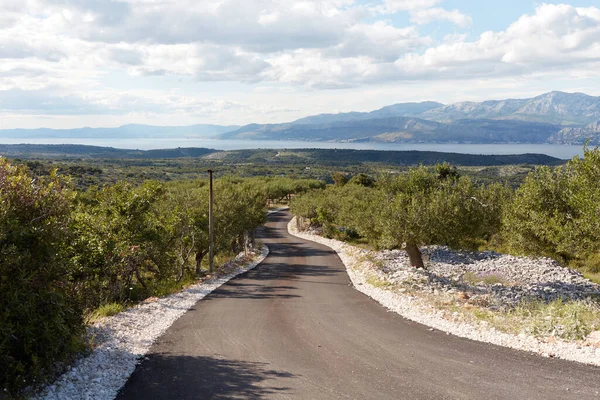 Die Straße Zwischen Den Olivenbäumen Auf Der Insel Brac Kroatien — Stockfoto