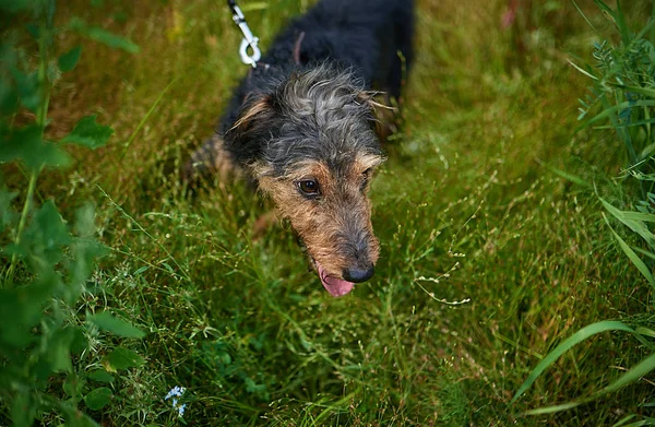 Μικρό Σκυλί Λυσσασμένο Μακριά Δένω Ένα Πράσινο Λιβάδι Closeup Πορτρέτο — Φωτογραφία Αρχείου