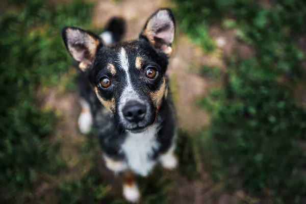 Nahaufnahme Porträt Eines Kleinen Hundes Ohne Rasse Auf Gras Hintergrund — Stockfoto