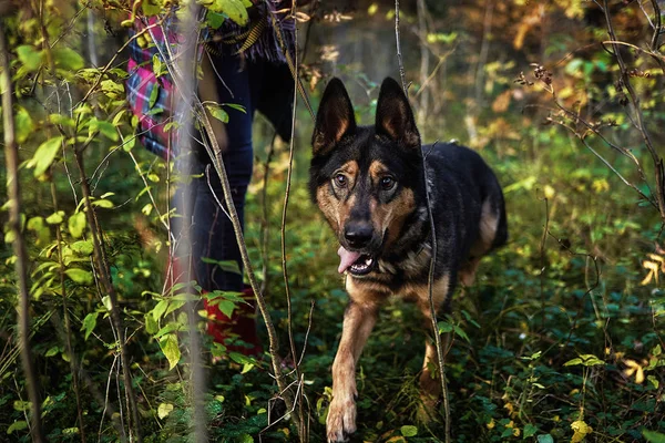 Sonbahar ormanda çalışan köpek içinde belgili tanımlık geçmiş sahibi ile
