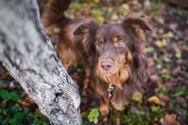 Portrait Chien Rouge Tourné Automne Sur Fond Feuilles Jaunes — Photo