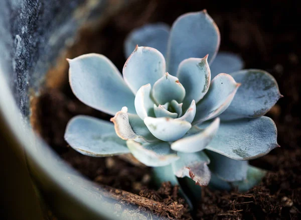 makro, bir tencerede güzel çiçek etli çiçek