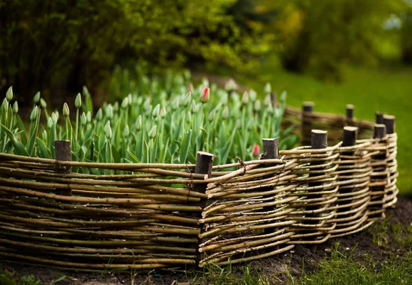 bahar lale parkta lahanası