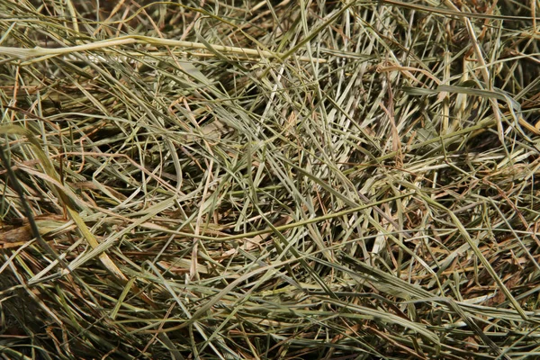 Hay Beddengoed Droog Gras Natuurlijke Ondervloer Originele Achtergrond — Stockfoto