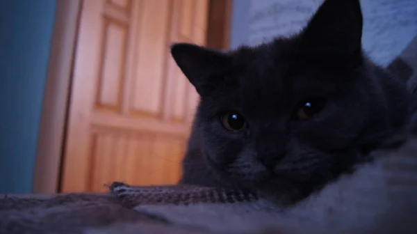 Britische Katze Liegt Auf Einer Decke — Stockfoto