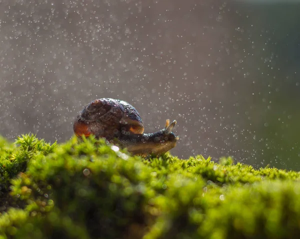 雨の下の草の上にカタツムリ 背景のボケ — ストック写真