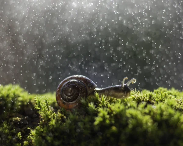 Равлик Траві Під Дощем Боке Задньому Плані — стокове фото