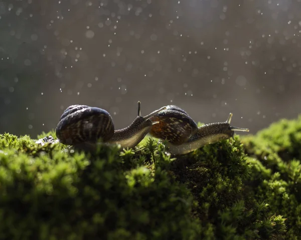 Deux Escargots Rampent Sur Mousse Verte Sous Pluie Bokeh Arrière — Photo