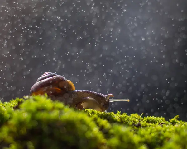 Yağmurun Altında Çimenlerde Salyangoz Arka Planda Bokeh — Stok fotoğraf