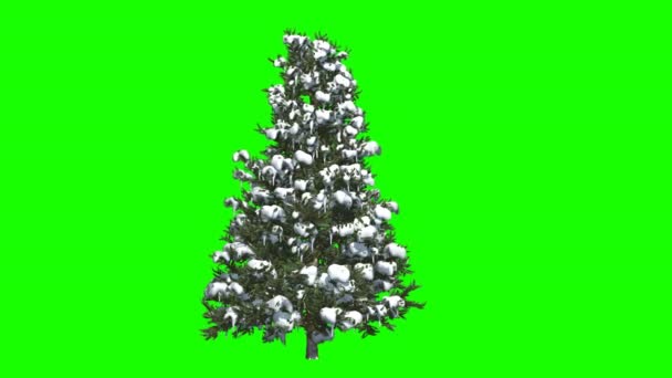 Año Nuevo Árbol Navidad Sobre Fondo Verde Alfa — Vídeos de Stock